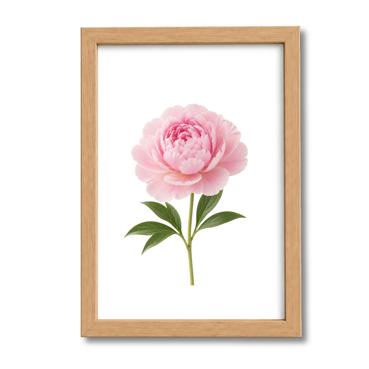 Flores N°11