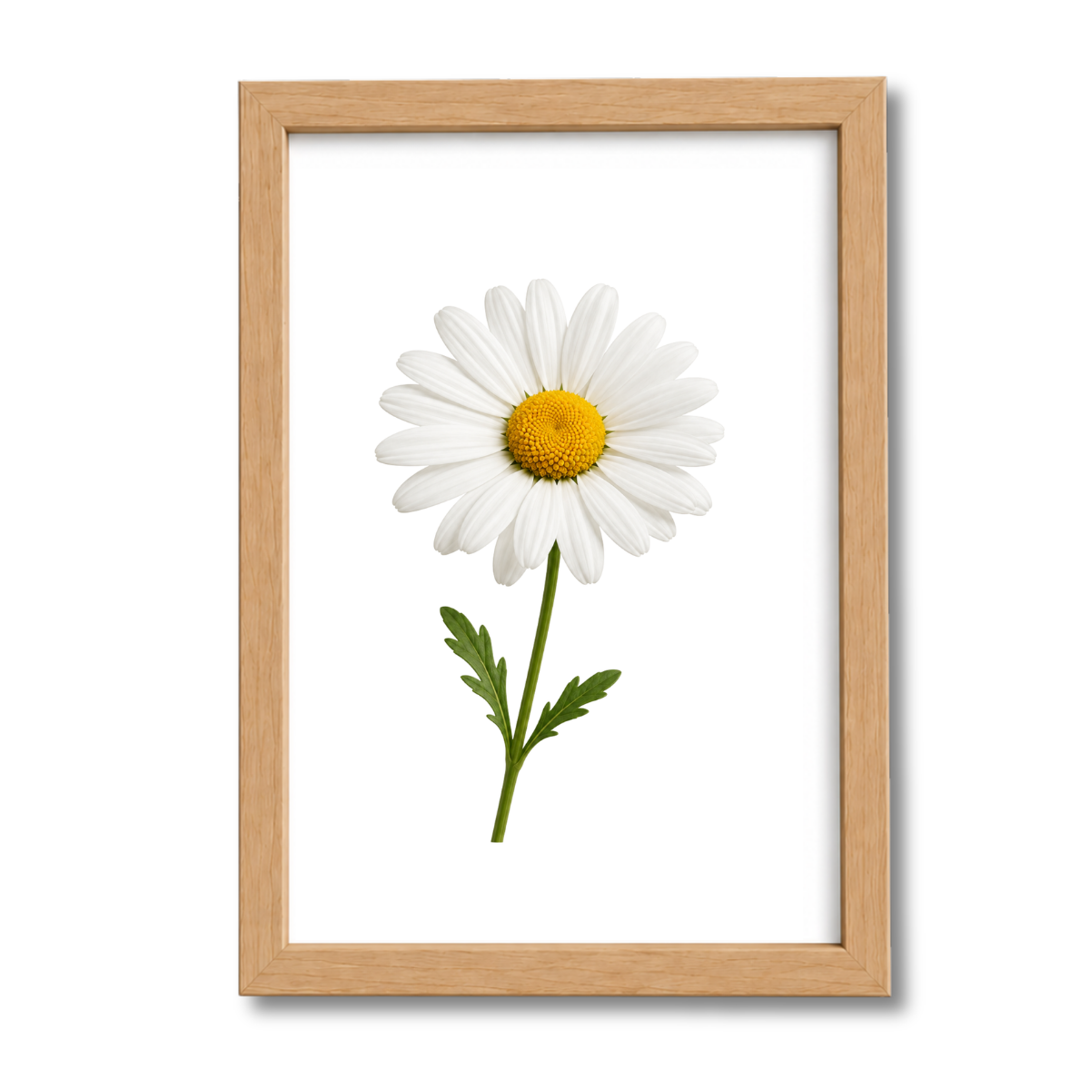Flores N°20