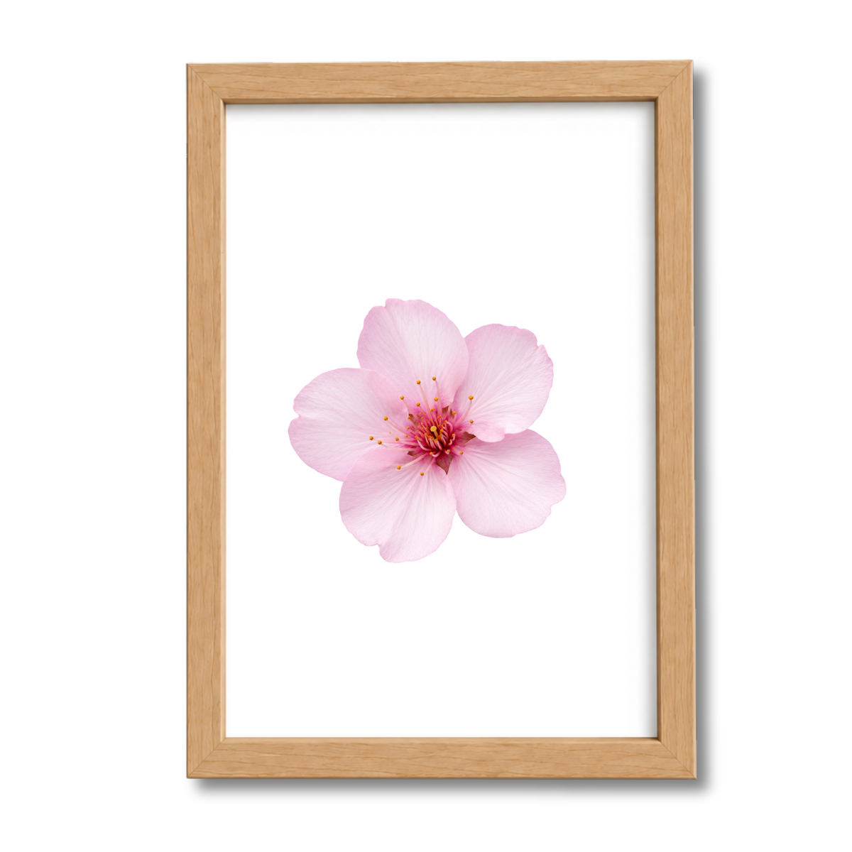 Flores N°36