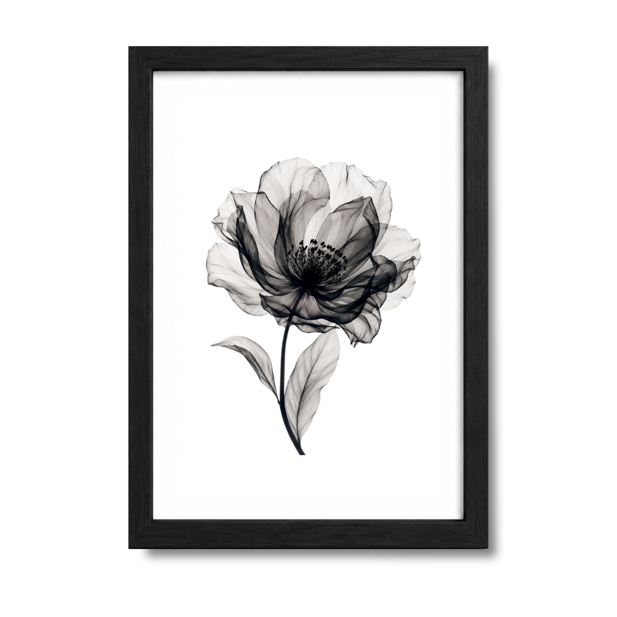 Flores N°41